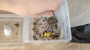 МУРАВЬИ ГИГАНТЫ - Camponotus vagus И Camponotus ligniperda | Содержание муравьёв ГИГАНТОВ!