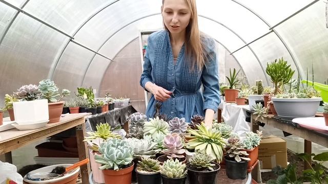 МОИ ЭХЕВЕРИИ: 20 ВИДОВ (СУККУЛЕНТЫ)/ MY ECHEVERIAS (SUCCULENTS) смотреть онлайн