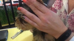 Купаем, стрижём, делаем гигиеническую стрижку -2х месячному щенку йоркширского терьера)))