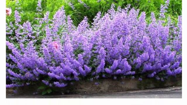 Неприхотливые долгоцветущие многолетники Топ-19 смотреть онлайн