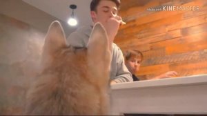 Клип~хаски, хаски я сибирский хаски~