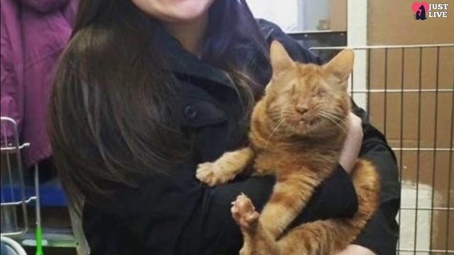 Blind Cat lived with his owners for 9 years! But they decided to get rid of him смотреть онлайн