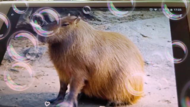 🦘5 УДИВИТЕЛЬНЫХ ЖИВОТНЫХ,🐫 смотреть онлайн