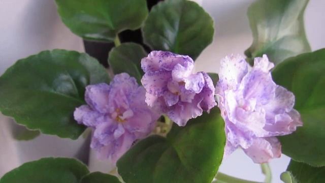 ФИАЛКИ ФАНТАЗИЙНЫХ СОРТОВ! смотреть онлайн