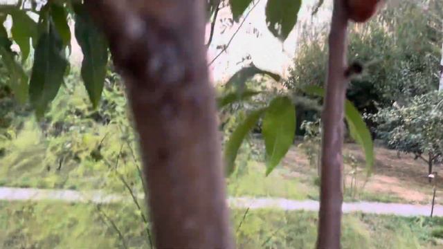 Чудеса и тайны в саду… смотреть онлайн