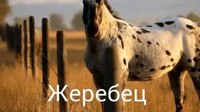 Жизнь на свабоде!Сера смотреть онлайн