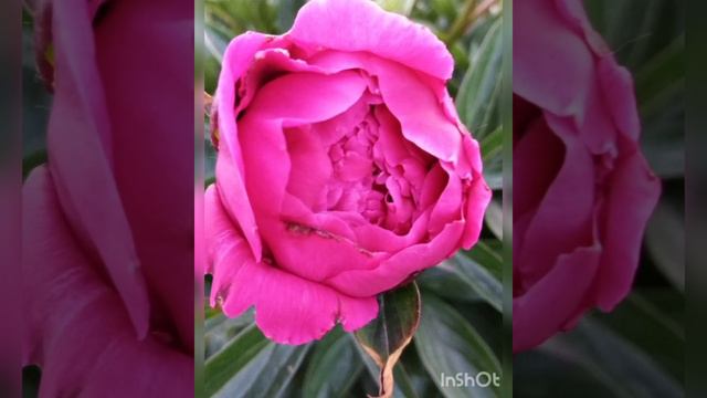 Пион Канзас. Урал. Кунгур. смотреть онлайн