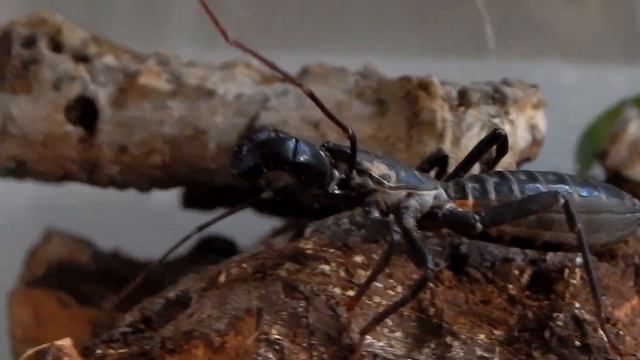 Giant Vinegaroon - Mastigoproctus giganteus смотреть онлайн