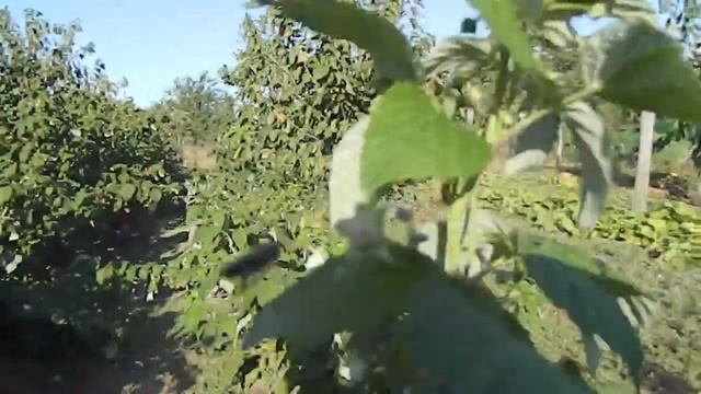 таганка малина || малина таганка #малина #таганка #ягода смотреть онлайн