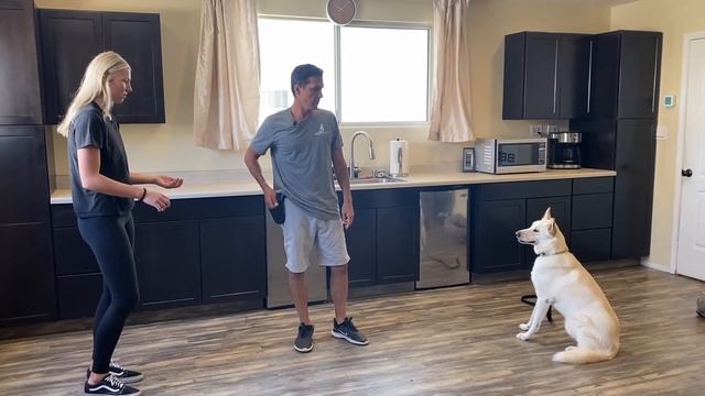 Does your dog bark at people coming to the house? смотреть онлайн