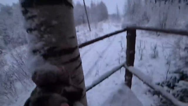 ОХОТА НА ЛОСЯ. Добыли лося за 5 МИНУТ. Только встали на номера и Лось вышел. смотреть онлайн