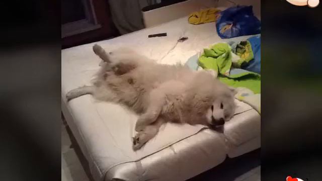 Мой пёсик Грайт :3 смотреть онлайн