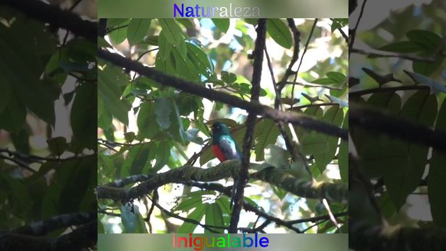 Trogon massena смотреть онлайн