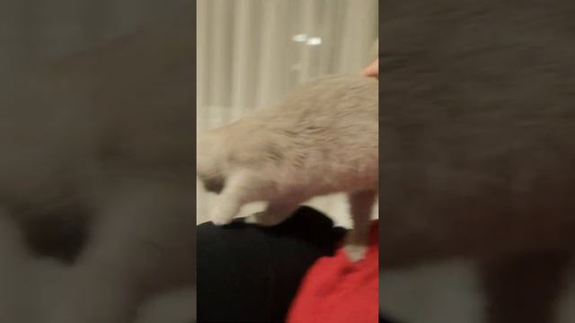 Особенный котенок мырлыкает, общается смотреть онлайн