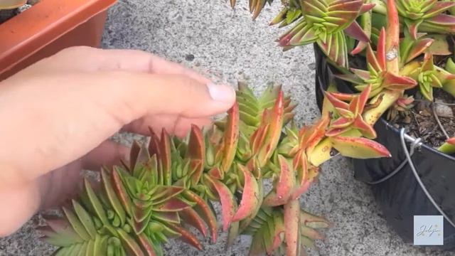 Crassulas Capitella: diferencias, cuidados y reproducción 🌱