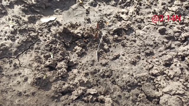 ☘️подсыпаем и поднимаем хосты#хосты#Агротехникахост#PetrNovar#Запорожье смотреть онлайн