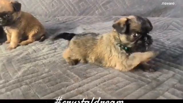 Гриффоны щенки РКФ. Январь 2023. 1 месяц. По приобретению +79261148915 смотреть онлайн