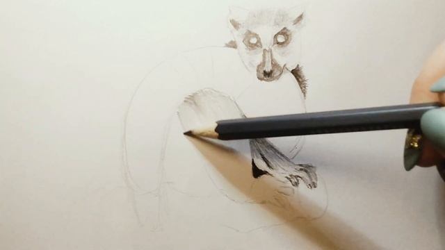 Кошачий Лемур - Один из Самых Распространённых Лемура! Рисуем Карандашом! Легко и Просто! смотреть онлайн