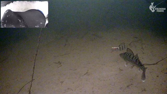 Под лункой ЗАТОПЛЕННЫЙ ЛЕС! Рыбалка на судака в лютом КОРЯЖНИКЕ смотреть онлайн