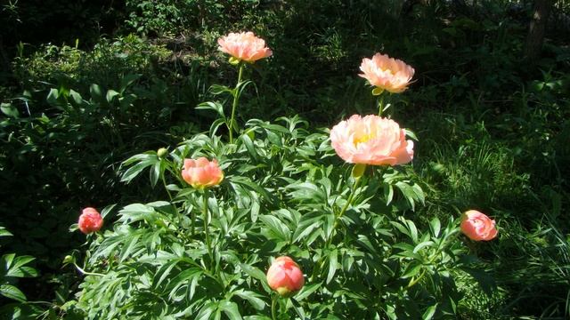 Отражения. Coral Supreme смотреть онлайн