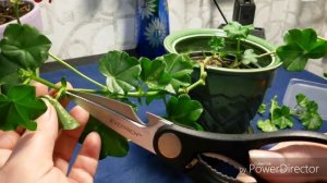 Плющелистная пеларгония. Укоренение черенков.