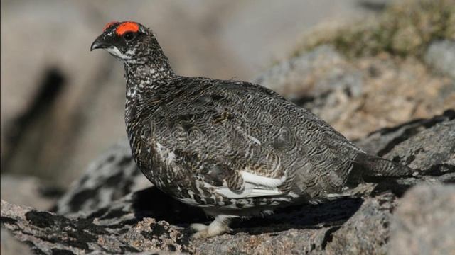Lagopus mutus смотреть онлайн