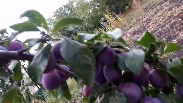 Слива Анна Шпет смотреть онлайн