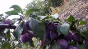 Слива Анна Шпет