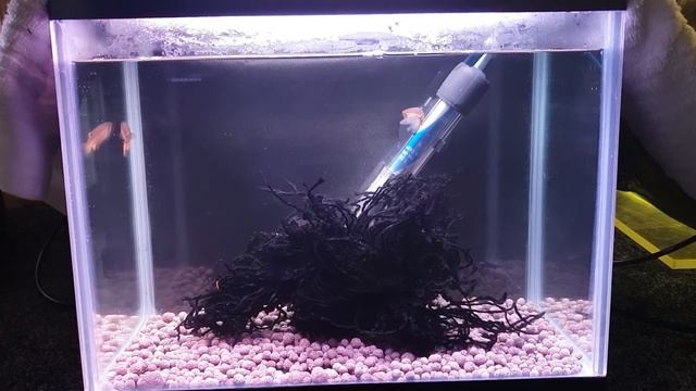 HOW TO BREED LEOPARD DANIOS FROM SPAWN TO FREE SWIMMING смотреть онлайн