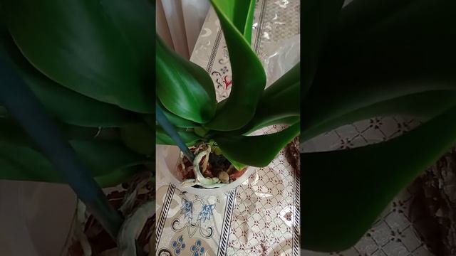 Правильная пересадка орхидеи Биг Лип смотреть онлайн