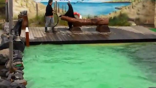 Танец тюленей смотреть онлайн