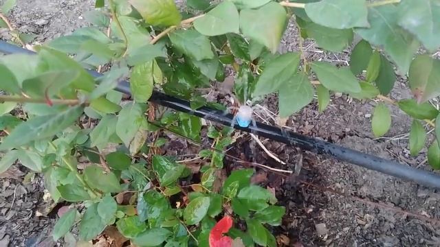 Подкисление голубики с помощью системы фертигации смотреть онлайн