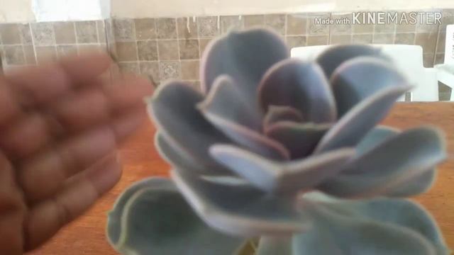 Echeveria Perle von Nurn Berg atacada por colchonilhas смотреть онлайн