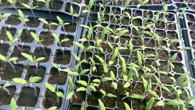 Выращивание рассады в теплице. Помидоры Бабаджан, BTH 053  Bursa Tohum , Арнольд (Иннова сидс)Бобка