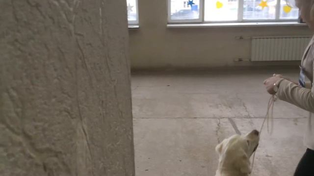 РРК 2015, Сравнение на ЛПП.