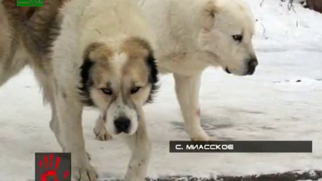 Псы напали на детей смотреть онлайн