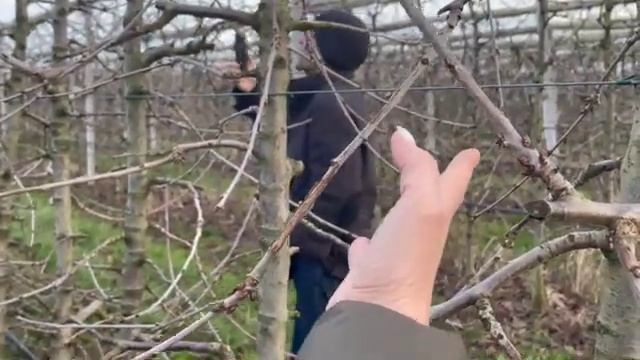 Обрезка черешни на подвое Гизелла 5 смотреть онлайн