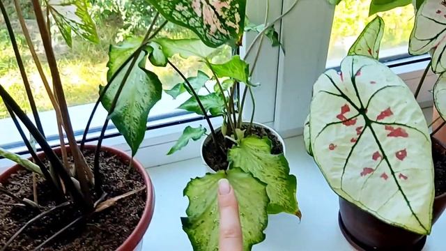 комнатные растения на южном окне смотреть онлайн