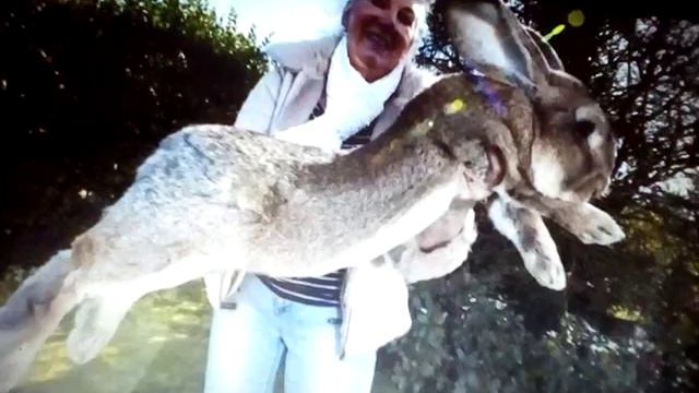 Самые большие животные в мире с Кролей смотреть онлайн