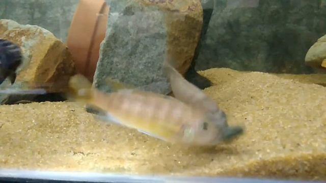 Зебра голд руарве и Трофеопс хигга риф, zebra gold ruarwe, tropheops higga reef смотреть онлайн