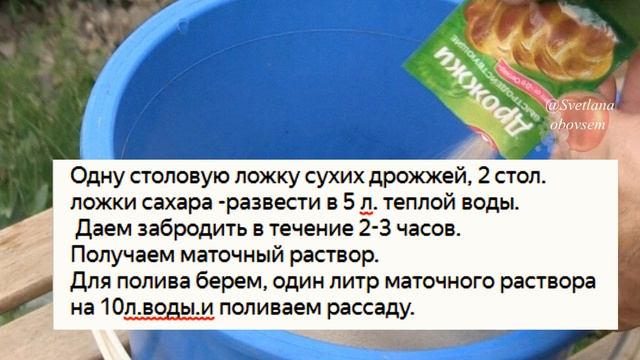 ДРОЖЖЕВАЯ ПОДКОРМКА- ВСЕГДА РАННЕЙ ВЕСНОЙ КОРМЛЮ СВОЮ КЛУБНИКУ.СИЛЬНЫЕ КУСТЫ.УРОЖАЙ НЕРЕАЛЬНЫЙ смотреть онлайн