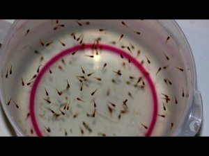 Сколько рожает гуппи мальков