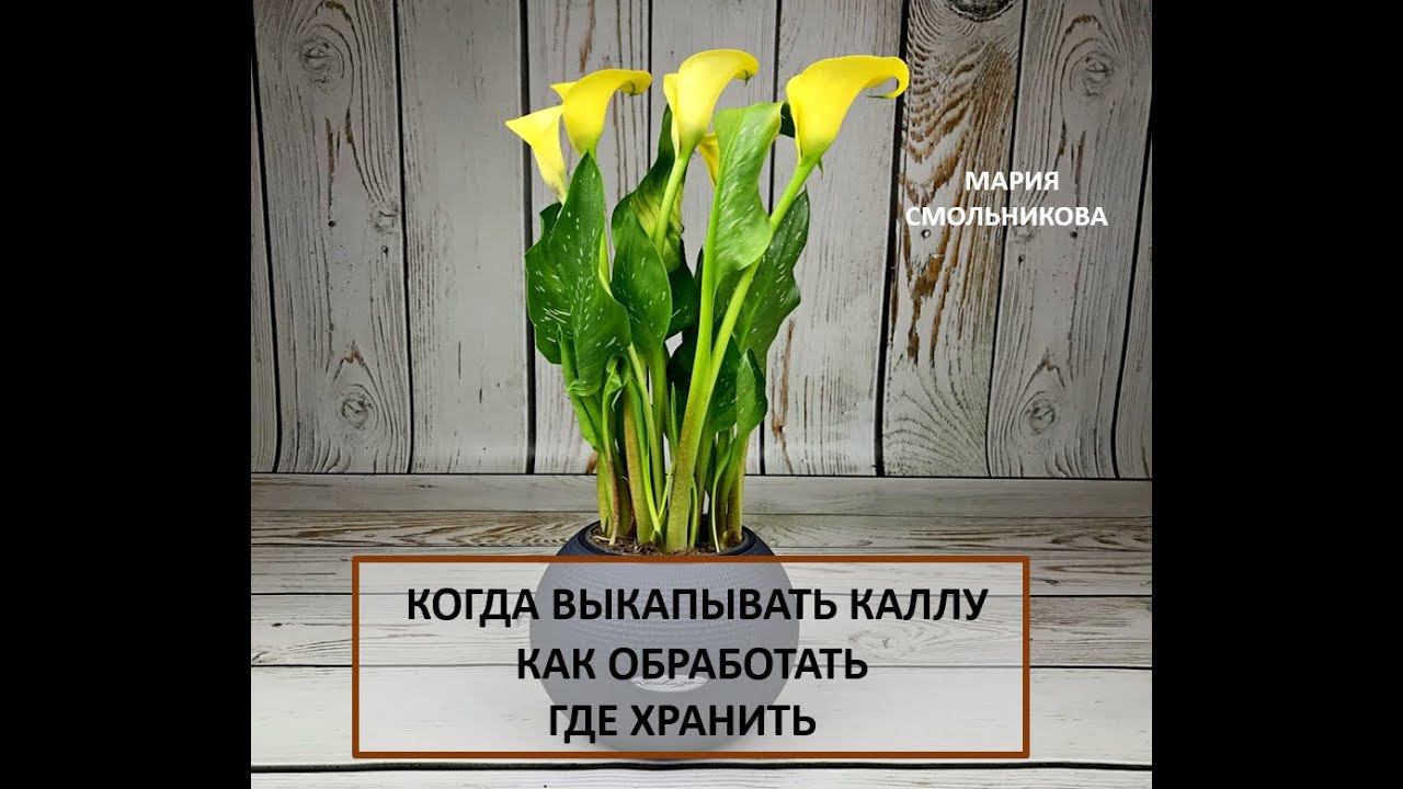 Когда выкапывать каллы.Как обработать.Где хранить. смотреть онлайн