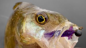 Мормышинг осенью в октябре. Новые приманки и уговаривание рыбы.