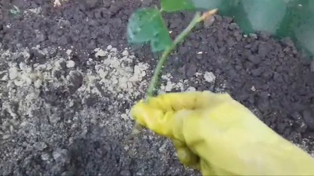 ЧЕРЕНКОВАНИЕ ПЛЕТИСТЫХ РОЗ В ПРЯМОМ ЭФИРЕ.100%ПРИЖИВАЕМОСТЬ. смотреть онлайн