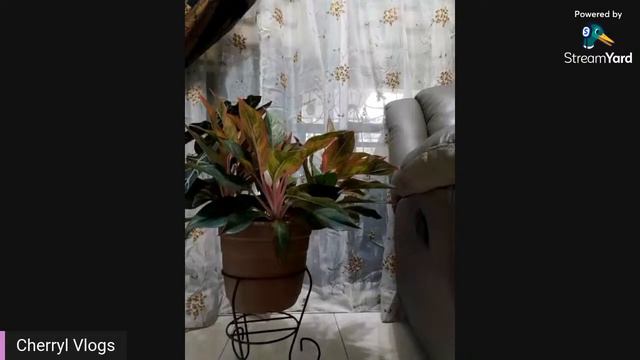 WELCOME TO MY SILENT LIVE #6 {AGLAONEMA SIAM} смотреть онлайн