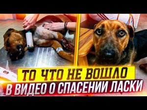 То, что не вошло о спасении Ласки. Как ампутировали Лапу. Как она на 3 сутки?Ей очень нужны хозяева