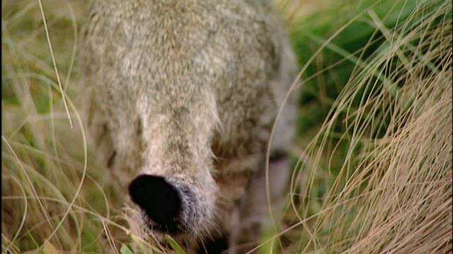 Secret Creatures: African Wild Cat ? смотреть онлайн