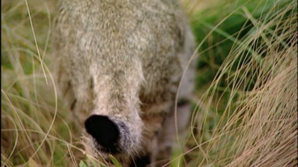 Secret Creatures: African Wild Cat ?