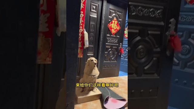 姥姥住院了，大家都感到难过 ❤️#聪明旺豆豆 смотреть онлайн